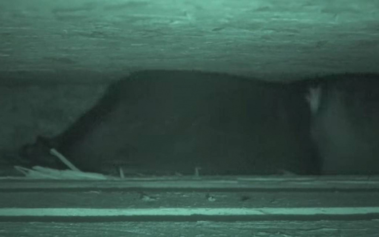 美洲貂與狗群組成捕鼠戰隊　效率高到令人難以想像