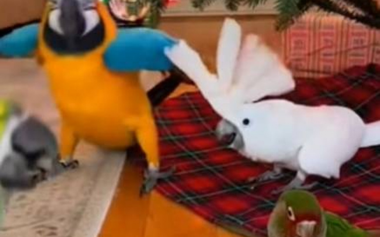 鸚鵡群起歌唱熱舞準備過聖誕　網友：牠們喝醉？