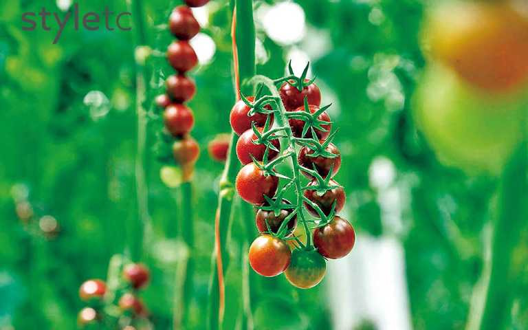 認識好食材！「番茄方舟」闢玻璃溫室，無毒離地方式栽培健康又好吃！