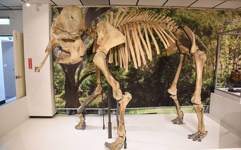 澎湖化石館暨二呆藝館特展開幕，臺博館亞洲象骨骼「阿沛」站臺力挺！