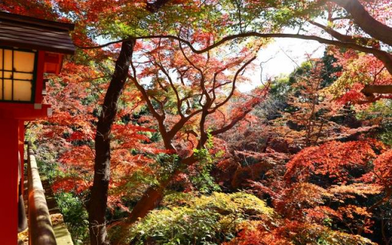東京的綠洲!「等等力溪谷」享受大自然,日本景點必去之一