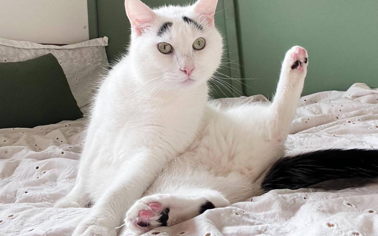 總是一臉憂心！擁有一對八字眉 看起來像是經歷了什麼的貓貓