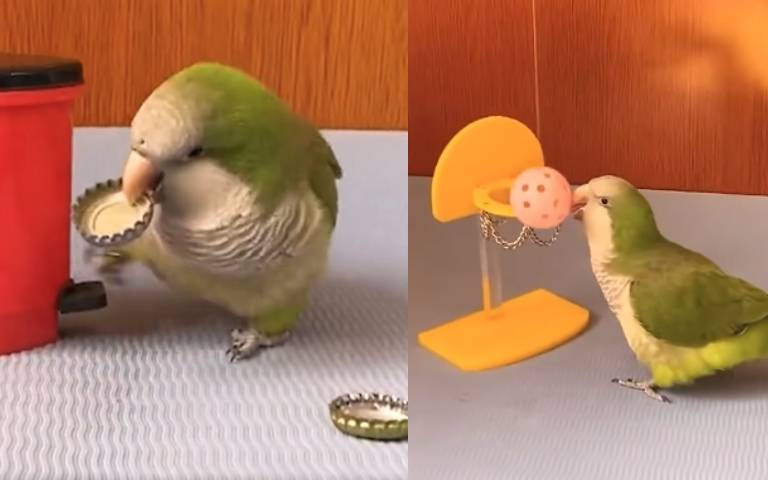 根本神鳥！鸚鵡學人丟垃圾、打籃球　超狂畫面曝光