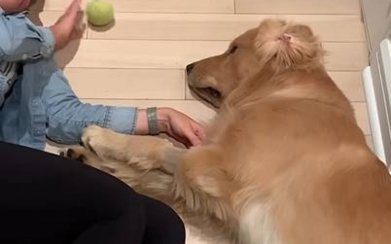 好可愛！黃金獵犬懶洋洋「與主人玩球」　超萌片在網上瘋傳