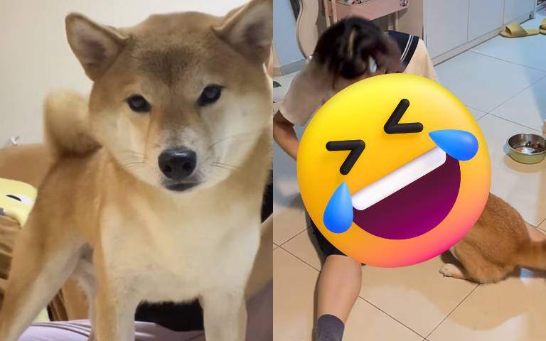 柴犬看見主人穿「這件」變超黏！網笑說：「又是哪位兄弟投胎成功了？」