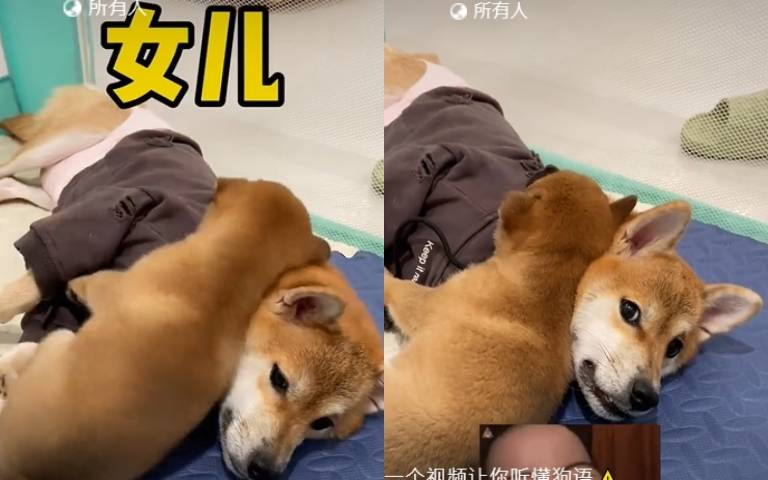 萌娃跑來壓頸好痛！　大柴「低聲哀嚎」女主人袖手旁觀