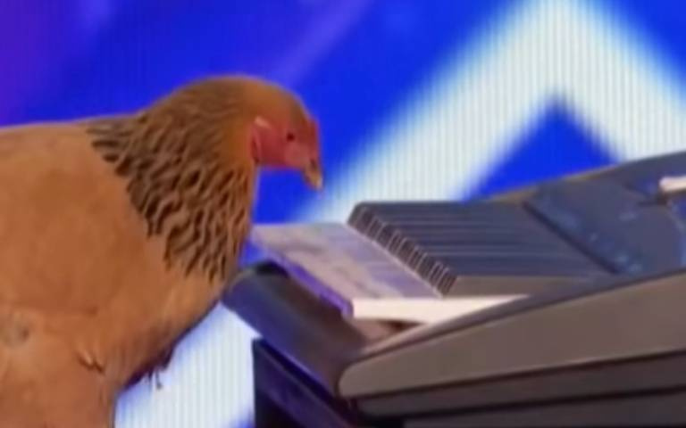 美國奇「雞」！一隻雞譜出樂曲　全網吶喊：以後不吃了
