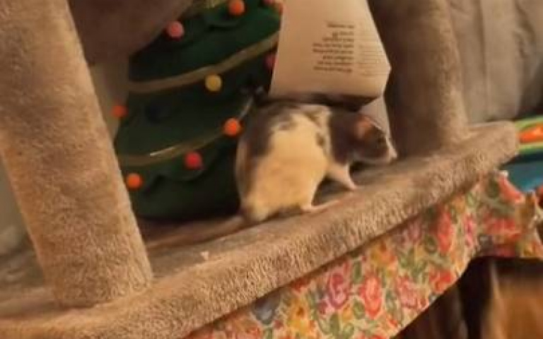 意志堅定的寵物鼠！　為了築起安樂窩「牠拚了」