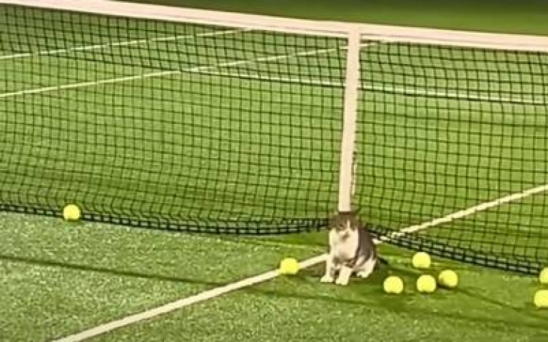 貓教練示範網前殺球！　但結果不盡理想…