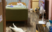 送老家寄養變阿公！愛貓氣質崩壞「雙腿大開」耍廢　飼主傻眼：被調包了？