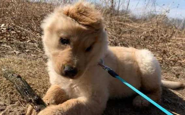 人稱「獨角獸」狗狗!來自美國達拉斯的黃金獵犬Rae!