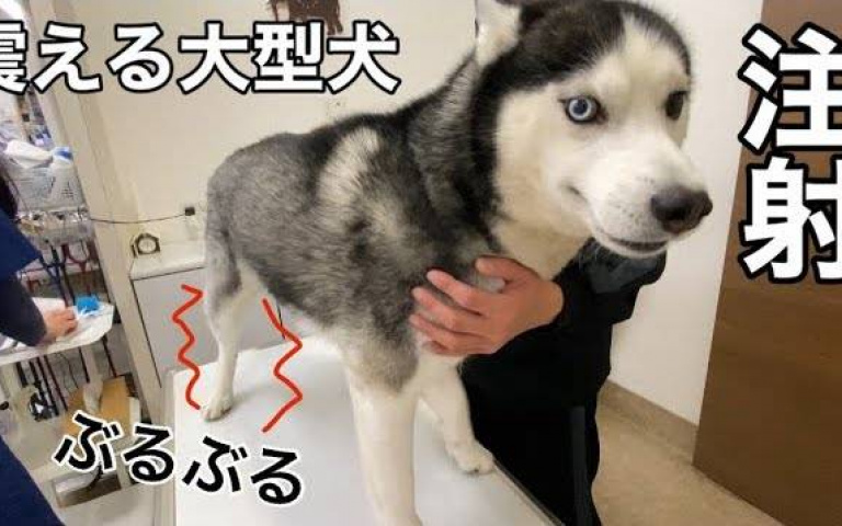 緊張到聽不見心跳聲!哈士奇:當時的我害怕極了