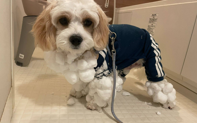 主人帶著狗狗雪地散步!回家驚變成「花椰菜犬」?