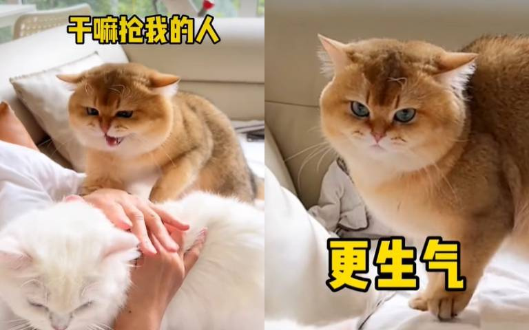 吃醋的貓咪有多可怕？小橘雌牙裂嘴攻擊小白畫面曝光