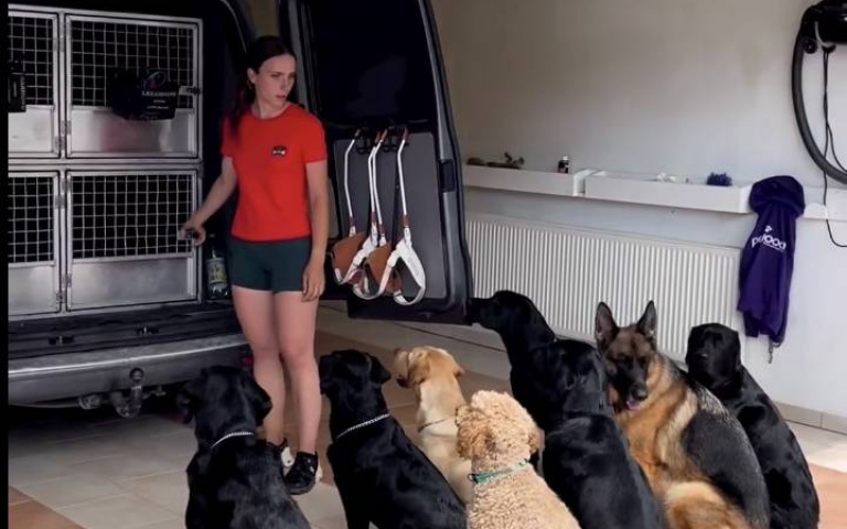 怎麼訓練的？狗狗們乖乖等待　聽指令排隊進籠子