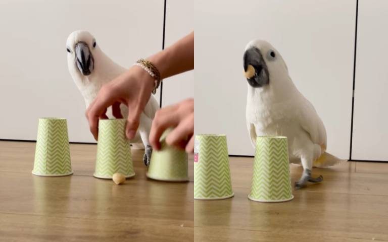 鸚鵡玩杯子挑戰！一眼猜對堅果位置秒叼走「驕傲離開」