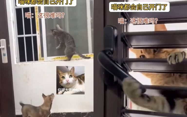 把貓咪關起來就沒事了？　這段影片顛覆你的想像