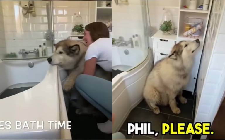 放開本寶寶！大狗不想洗澡　哀怨面壁不肯動