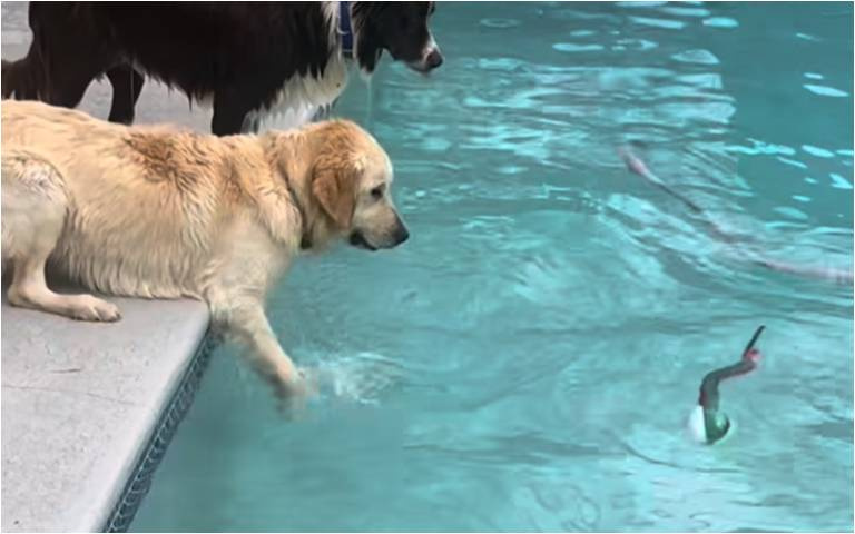 阿金想撈水中物又怕弄濕　邊牧看不下去直接跳下水咬起