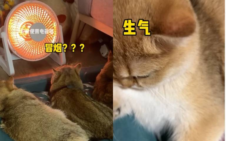 呆頭貓為了取暖把自己的毛給燒了！　發楞頭頂冒煙畫面曝光