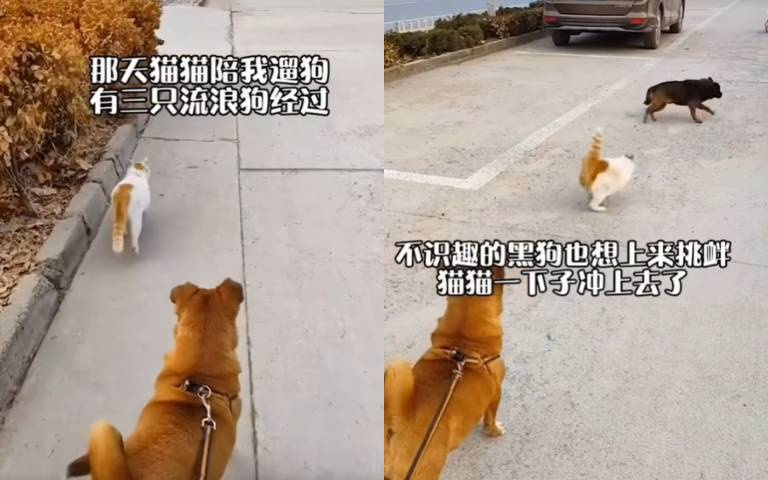 霸氣貓當起帶刀侍衛！流浪狗想靠近「撅尾爆衝」嚇壞人家