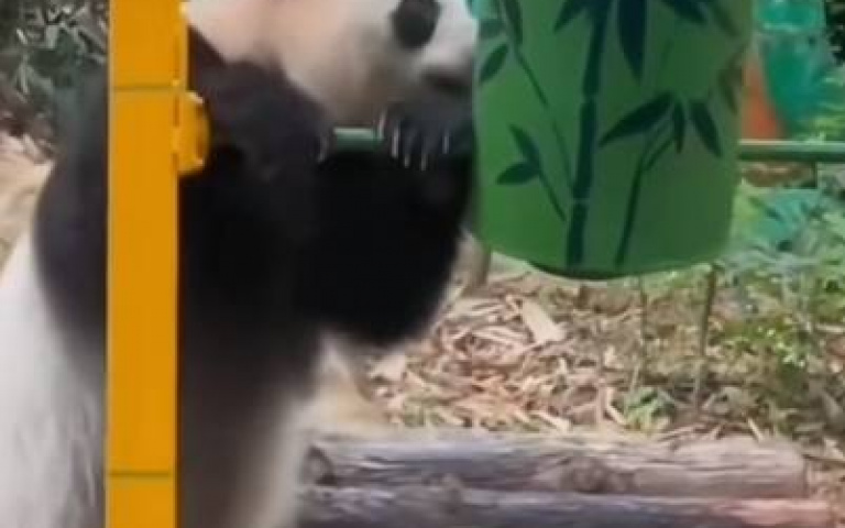 鐵鍋燉貓熊! 玩著玩著牠就不爽了