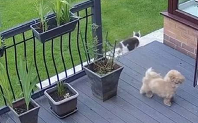 小貓代班牧羊犬？　一舉動告訴女主人誰才是老大