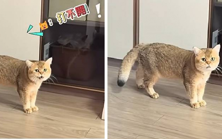 餓壞孩子！主人賴床沒放飯　金漸層英短貓「字正腔圓喊話」：我要魚、打不開