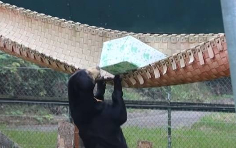 兩隻大黑熊搶耶誕禮物！　牠費盡全力卻搶輸「原地嘶吼」