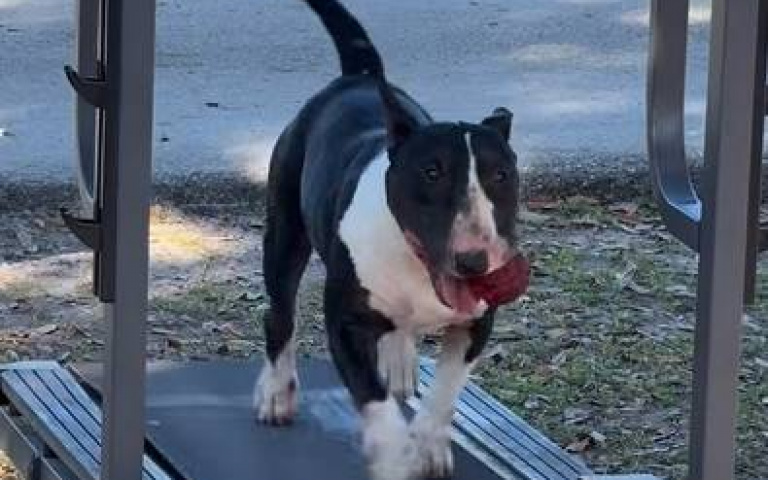 深怕一天的精力消耗不完？　牛頭梗踏上跑步機「Nonstop」