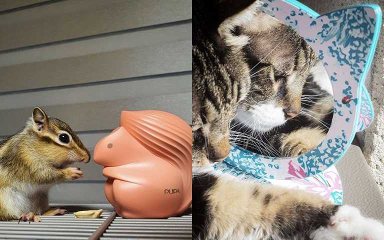可愛爆擊!小松鼠彩盤、貓咪立鏡、哆啦A夢化妝包 一秒融化少女心的超萌美妝來襲~
