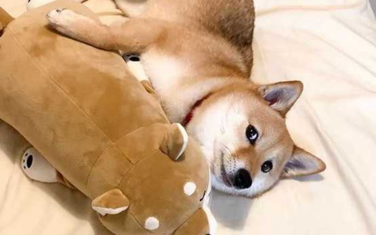 我們魅力無人能擋!盤點12部超Q柴犬影片 上班小心偷笑被老闆抓