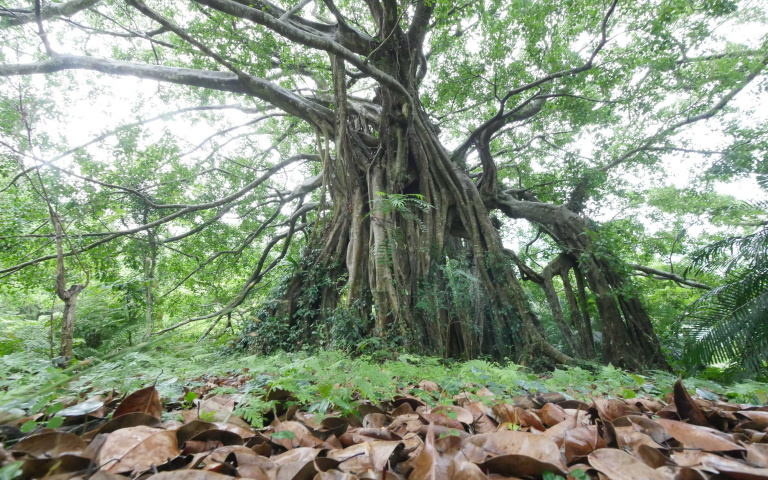 來去森林浴溫泉行!賞百年大白榕、做森林瑜珈、品香草茶飲