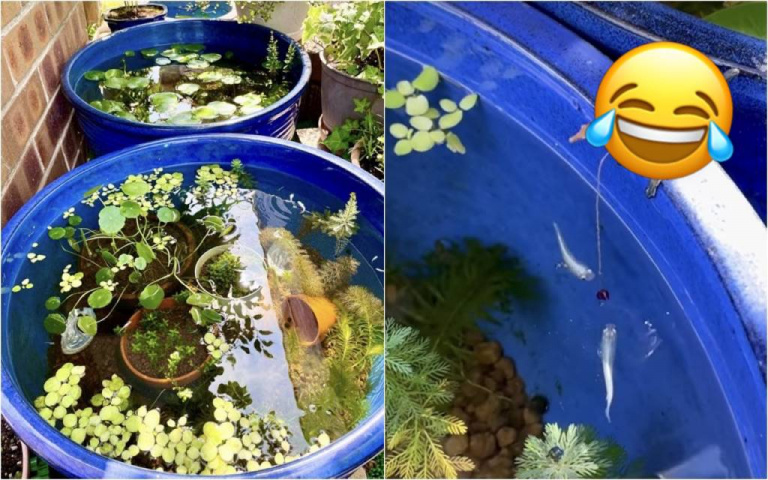 是誰在後花園偷釣魚?超療癒小物養魚的人都想要!