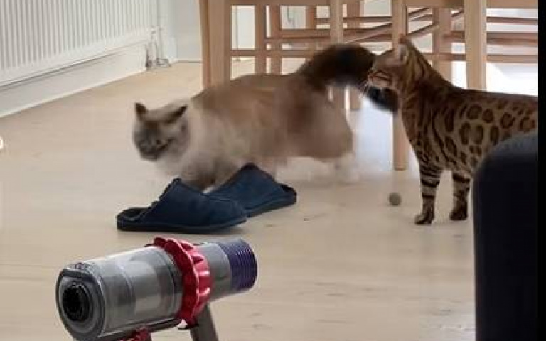 是在躁什麼？　瘋狂波斯貓衝前跑後「同袍傻眼了」