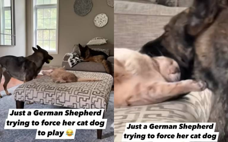 我在睡覺不要吵！貓拒絕和狗玩…最後被「含頭洩憤」