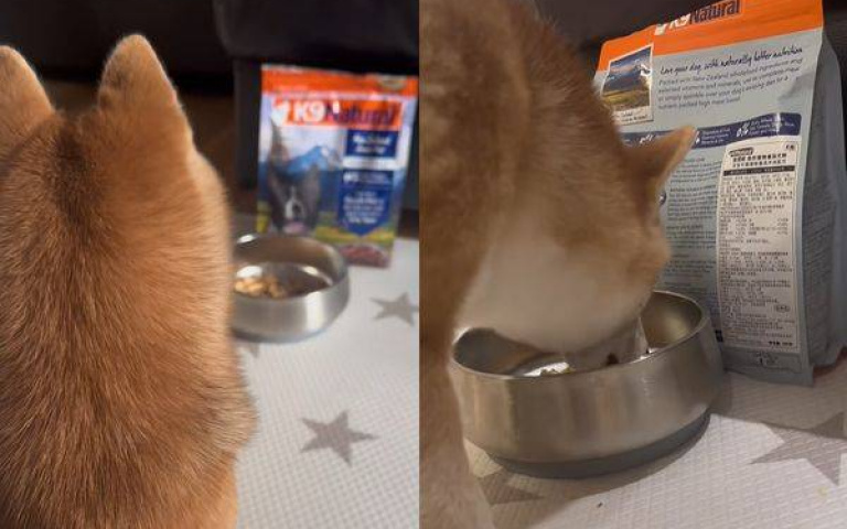 「柴：感謝陌生姨姨在我被餓死前救了我」愛犬絕食到貧血　飼主終於找出原因