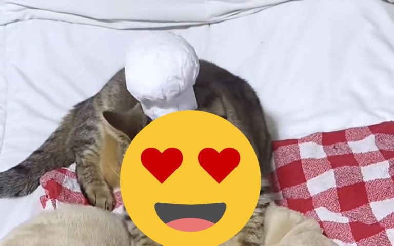 貓咪揉麵團超專業？一秒變廚師，網說：「師傅你怎麼不戴手套？」