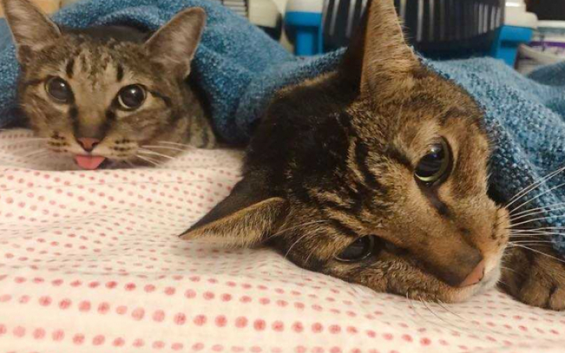 大霈聞受虐貓哭聲急救援　怒堵飼主求過年前領養