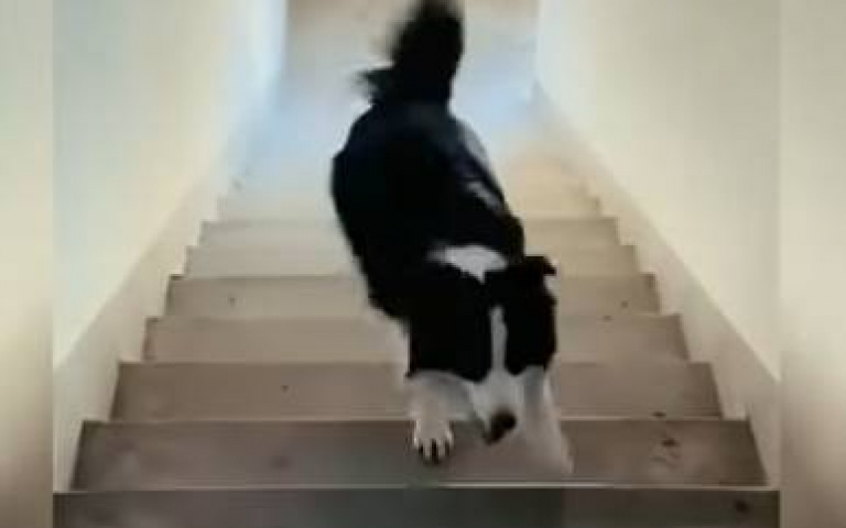 獨自一狗也可以玩得開心! 一顆黑色球球就讓邊牧嗨玩