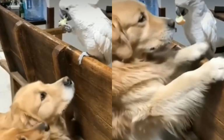 鸚鵡也有阿嬤的心！站上帝視角餵狗狗　牠湧上飽餐一頓好飽足