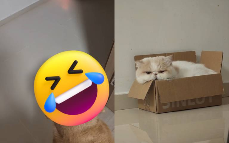 主人幫小狗找了份工作，卻造福了貓咪？網說：「狗往哪看貓往哪跑！」