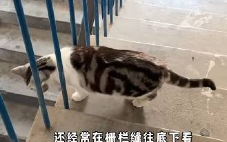 小貓喜歡離家出走！主人撂恐龍反制　牠嚇到躲到桌底下