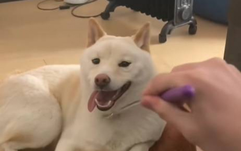 當人還不如做狗! 當你去上班時,你家的狗卻在…
