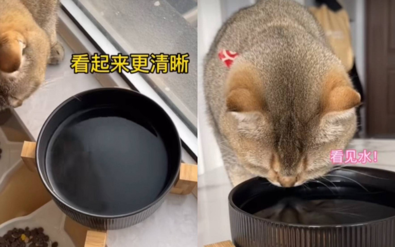 喵喵的都市傳說 換黑碗喝水「牠會shot掉」…真相和這有關