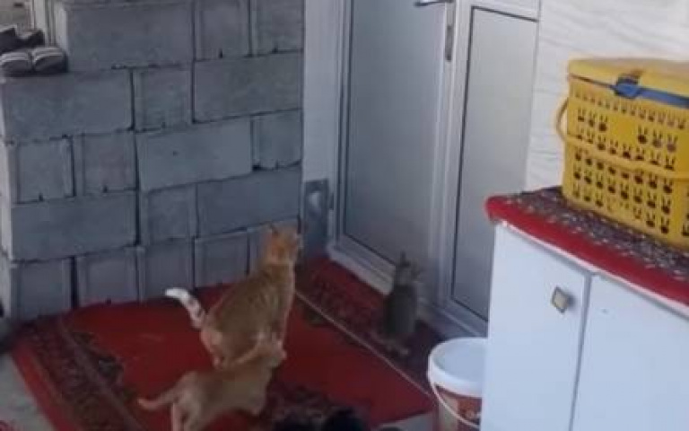 以為貓咪會直接起飛開門？　牠選擇「智取」拉門把全網讚聰明