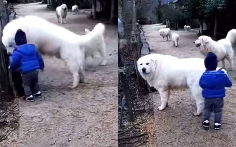 盡責的牧童犬!男孩要過「牠就是不給」…網笑翻:別讓我難做狗