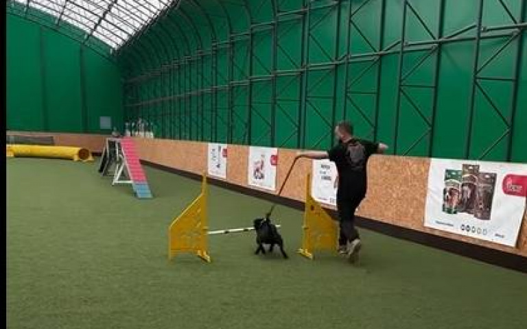 看起來訓練不足? 主人攜犬參加障礙賽「牠一舉動逗笑全網」