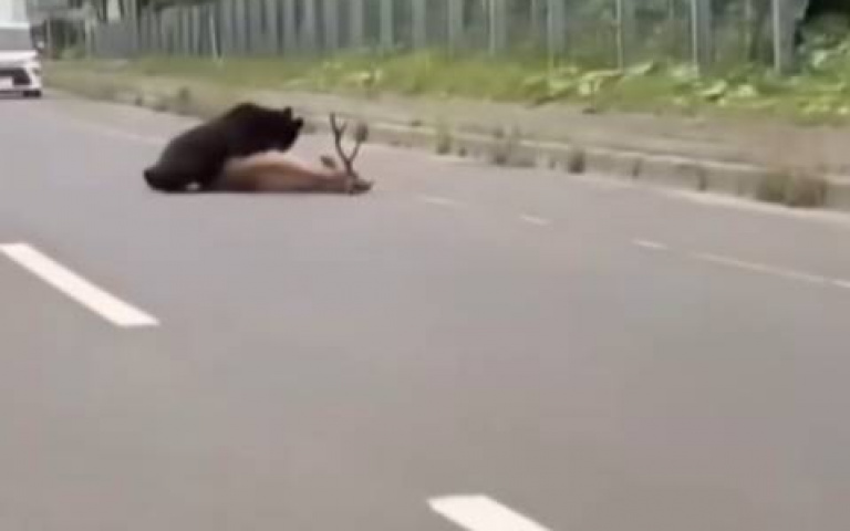 還在說熊可愛？一段片粉碎你的幻想　網嘆：大自然食物鏈