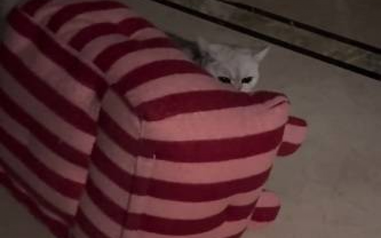 跟主人吵架氣炸！銀漸層貓「叼床出走」超有戲　網笑：這叫帶家出走吧